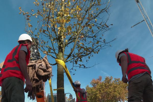 Les ormes qui sont actuellement plantés viennent d'une pépinière des Pays-Bascar ils sont résistants à une maladie qui a décimé les ormes français.