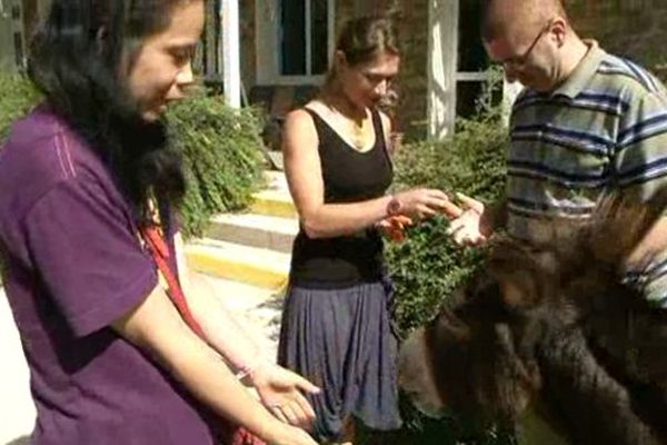 La thérapie par les animaux est expérimentée dans ce foyer de l'Essonne