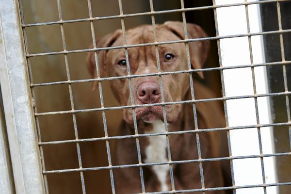 Les chiens abandonnés sont souvent de type "staffie", molossoïde