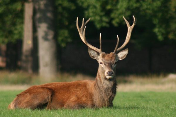 Samedi 16 novembre, un cerf acculé par une meute de chiens de chasse à courre a été secouru par des habitants de Pont-Sainte-Maxence dans l'Oise. (photo d'illustration)