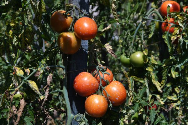 Quand semer les graines? A l'automne aussi? - Le Jardin des