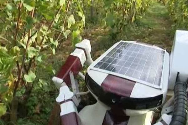 Le robot tailleur de vigne