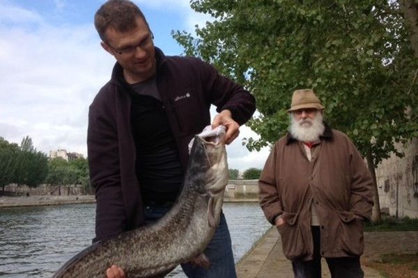 Voici le premier silure pêché en ce 1er mai dans le Seine à hauteur de l' ile Saint-Louis