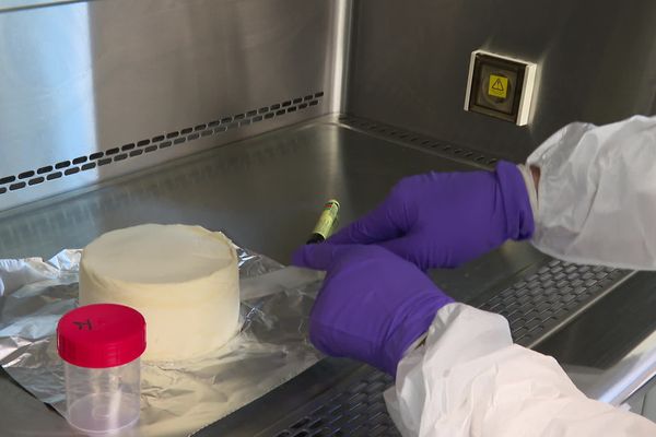 Ce laborataire de l'INRAE à Aurillac dans le Cantal travaille pour améliorer la sécurité sanitaire de nos fromages.