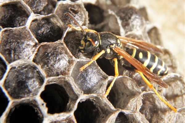 Une guêpe sur son nid avec des larves