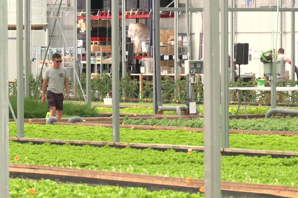 Première grande ferme aquaponique à Mérignac