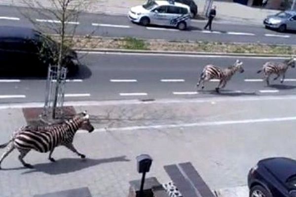 Les zèbres ont été photographiés à plusieurs reprises lors de leur promenade dans Bruxelles