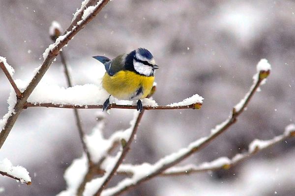 La Ligue de Protection des Oiseaux invite les particuliers à recenser les oiseaux des jardins, ici une mésange bleue.