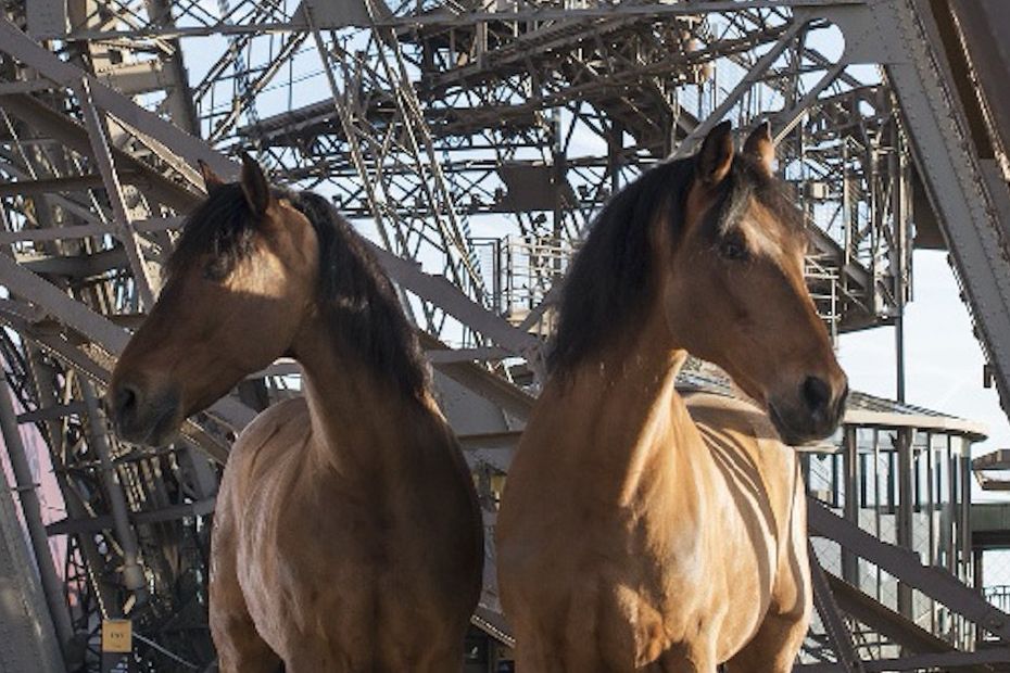 Longines Paris Eiffel Jumping un concours hippique 5 en