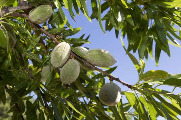 Bientôt des amandes dans la région ?