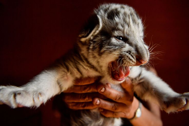 Trets Un Bebe Tigre Blanc Grandit Dans Une Maison De Retraite Pour Fauves