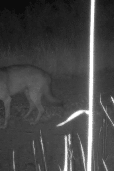 Attaque de loup : onze brebis tuées, la caméra de l'éleveur filme le prédateur