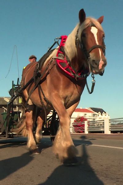 Collecte des déchets à Saint-Gilles-Croix-de-Vie : quand les chevaux prennent les rênes