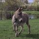 Pour illustration, un âne dans un parc de Thionville (Moselle) en avril 2021.