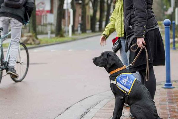 Une loi autorise les chiens d'aveugle à entrer dans tous les lieux recevant du public