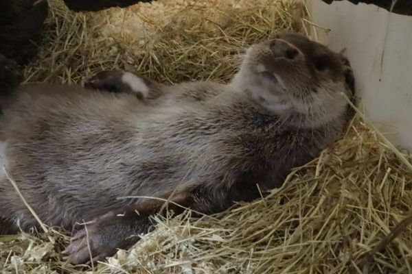 Basilou, le bienheureux! 