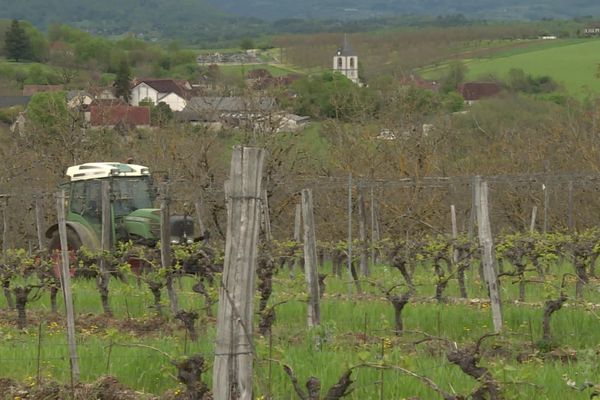 Vin : la renaissance du vignoble corrézien