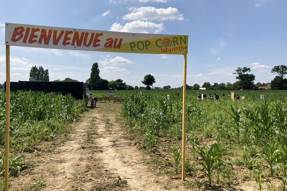 Corn maze.  The beautiful adventure in the fields of Frédéric and Marie Guilbert.  # AnIdeaForSummer