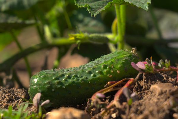 Recette facile : bien conserver ses cornichons.