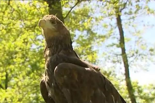 Tchouki, une pirargue à queue blanche, est l'un des quinze oiseaux du spectacle de rapaces qui sera donnée les 21 et 22 mai à Bonneval. 