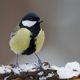 Nourrir les mésanges charbonnières, les merles et les moineaux en hiver n'est pas toujours une bonne idée