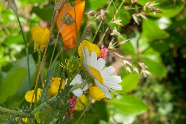 fleurs des champs