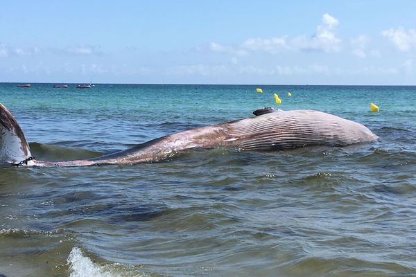 Un baleineau de plus de 10 mètres a été retrouvé mort ce matin sur la plage du Ster à Penmarc'h.