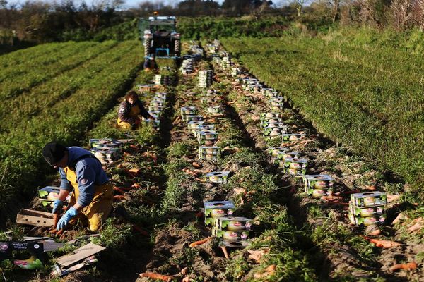 100 tonnes de dichloropropène, pesticide interdit depuis 2018 en France, aurait été utilisés par une dizaine de producteurs de carottes de Créances.