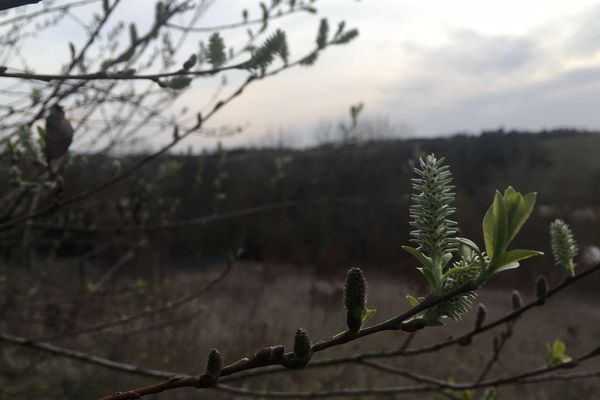 Les bourgeons sortent sur les arbres en cette fin de mois de février.