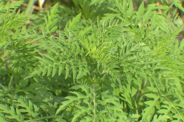 L'ambroisie est une plante invasive, et allergisante.