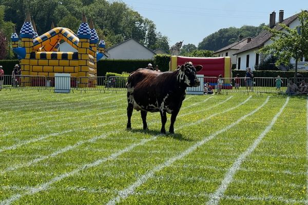 Olwen, vache laitière normande, positionnée au centre du quadrillage du loto bouse.