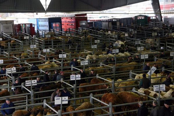 Le marché aux bestiaux bovins de Laissac, l'un des plus importants de France. 