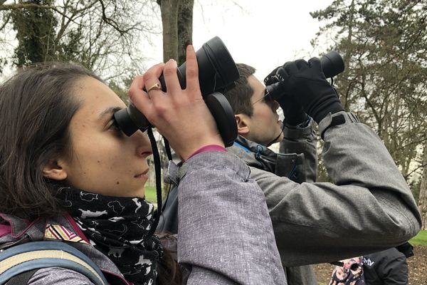 Une trentaine de promeneurs est allée observer les 30 à 35 espèces d'oiseaux présentes au parc de Champagne de Reims.