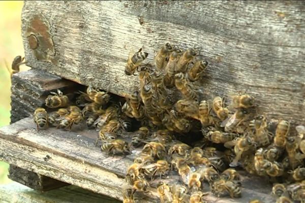 Journée mondiale des abeilles le lundi 20 mai