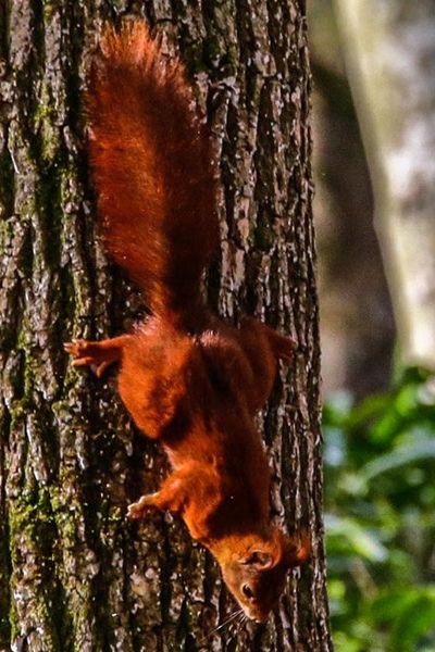 Un écureuil descendant d'un arbre. (Photo d'illustration)