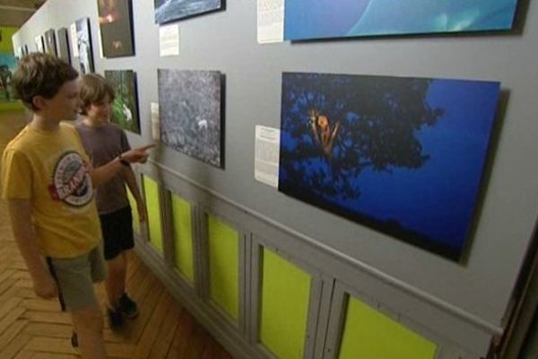 Deux jeunes visiteurs observent avec attention des photographies d'animaux. 