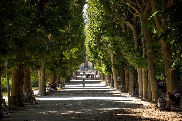 Allée de platanes au jardin des Plantes à Paris