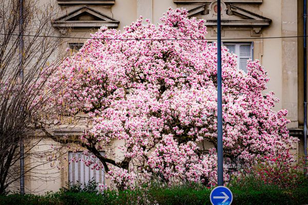 Le magnolia est un arbre qui commence à fleurir au début du mois de mars.