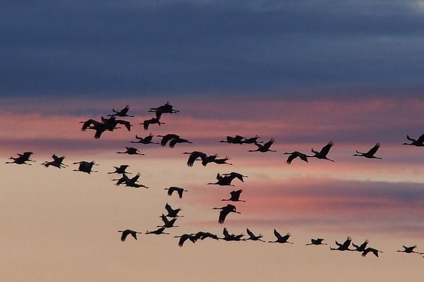 Vol de grues