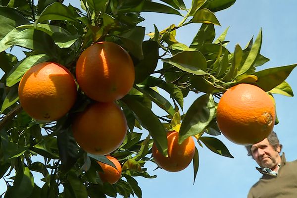 Les belles oranges... béarnaises d'Ismaël Faro, à Cuqueron.