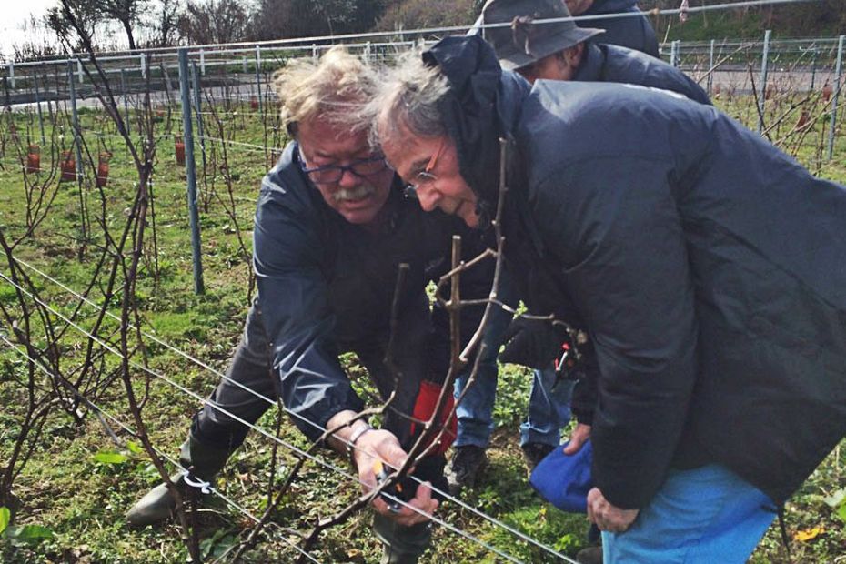 Sainte Adresse 76 La Taille De La Vigne Avec Les Conseils D Un Champenois