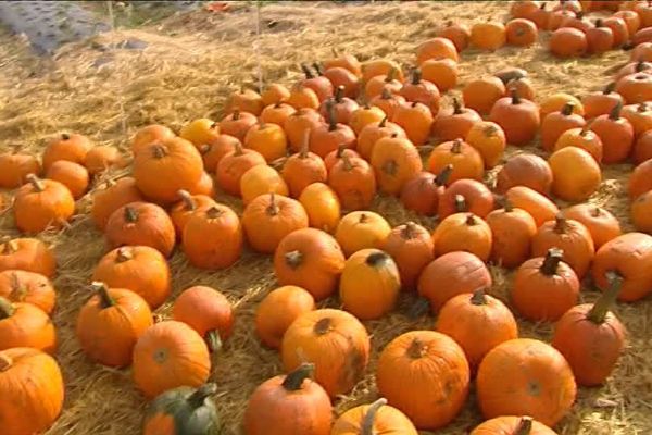 Des citrouilles comme s'il en pleuvait !