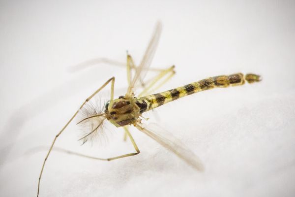 Chikungunya Dengue Zika Le Moustique Tigre Bien Installe En Ile De France