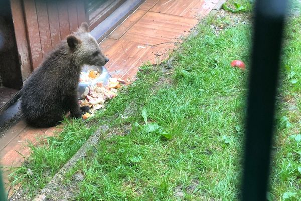 L'ourson Douillous dans son enclos