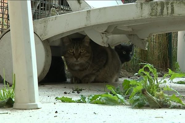 Un record : 200 chats sont arrivées au refuge SPA d'Amance, près de Nancy, cet été