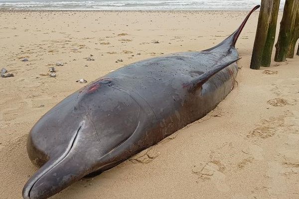 Une baleine à bec s'est échouée sur la plage de Sangatte ce lundi 7 novembre.