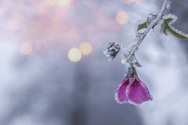 Macro givrée, photographiée près d'Uchon en Saône-et-Loire