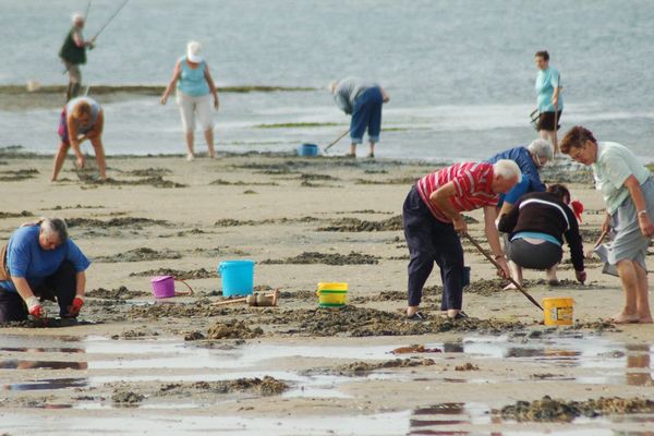 Pêche à pied dans le Morbihan