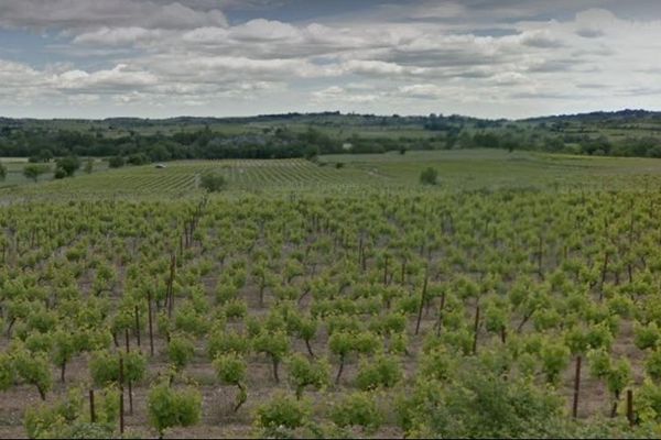 Vignes de Saint-Génies-de-Fontedit au nord de Béziers dans l'Hérault, dans le secteur touché par la grêle.