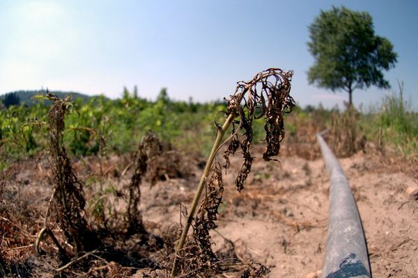 Le niveau des nappes phréatiques est beaucoup plus bas au 1er août 2019 qu'il ne l'était l'année passée.